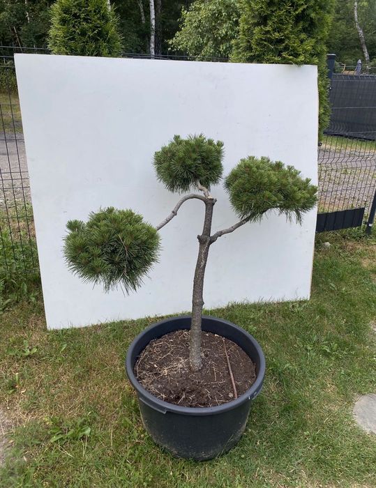 Sosna czarna szczepiona bonsai kule niwaki ozdoba drzewo drzewko