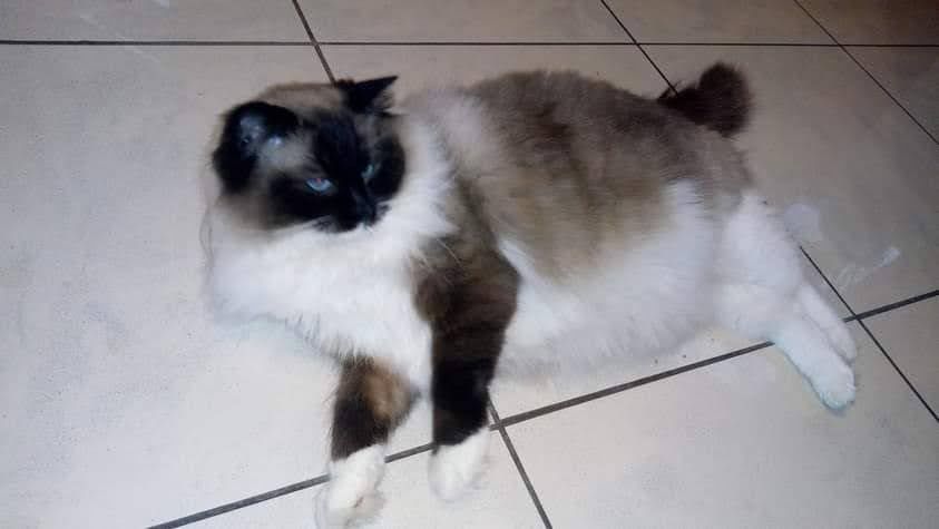 Kocięta ragdoll rodowód FPL