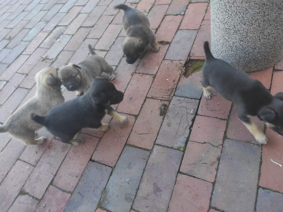 Szczeniaczki kundelka