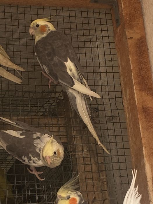 sprzedam młode nimfy