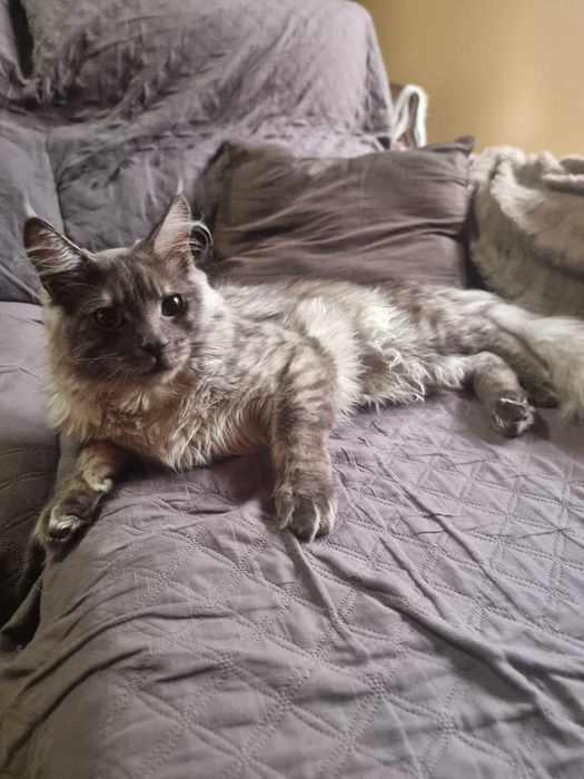 maine coon para covriçao