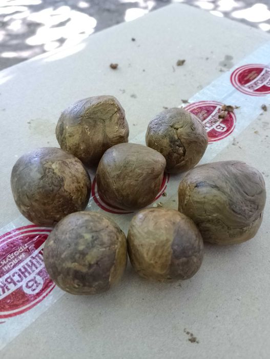 Прополіс, прополис, propolis