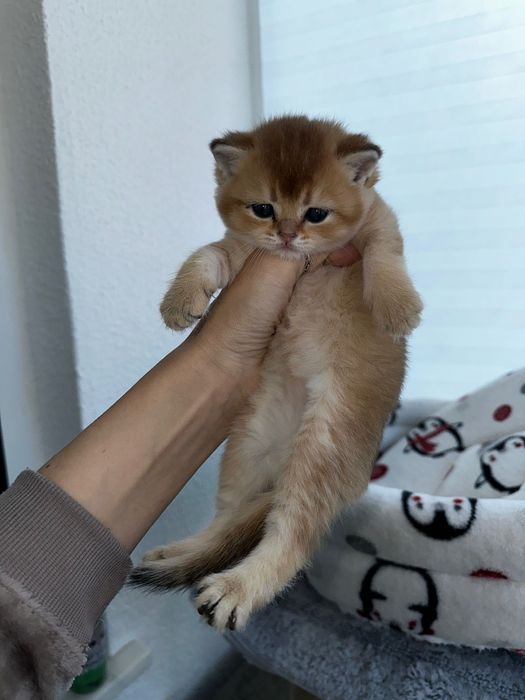 Um amor procura casa