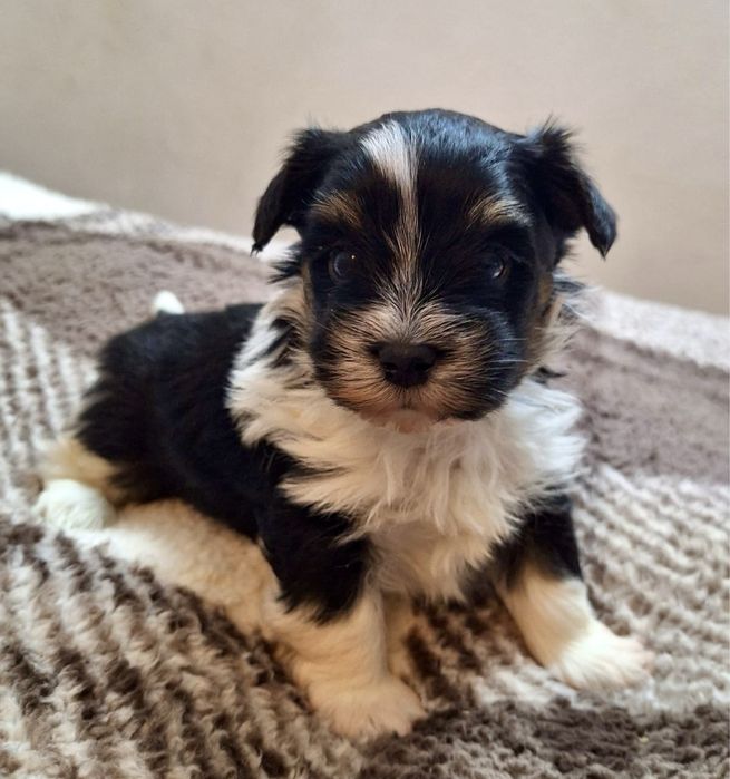 - Yorkshire  Terrier - biewer