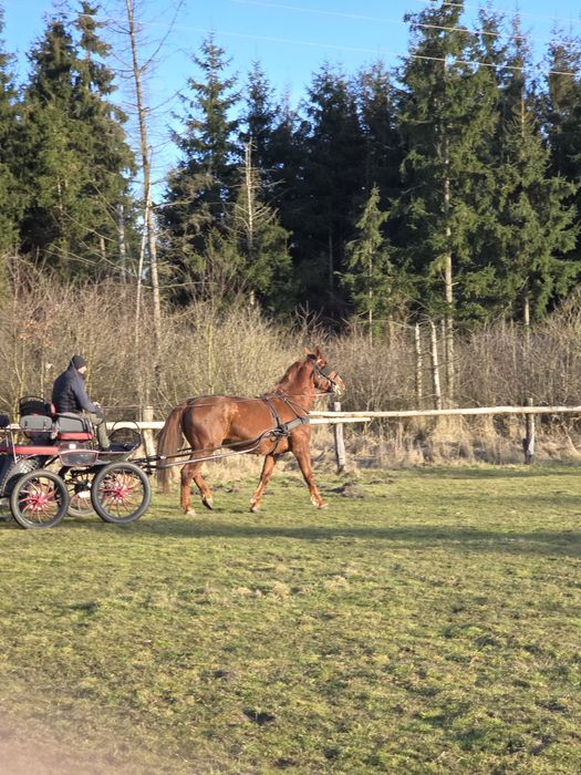 Klacz śląska, 5 letnia
