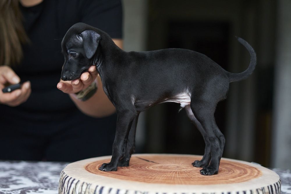 Charcik włoski - Brivio chłopiec ZKWP/FCI