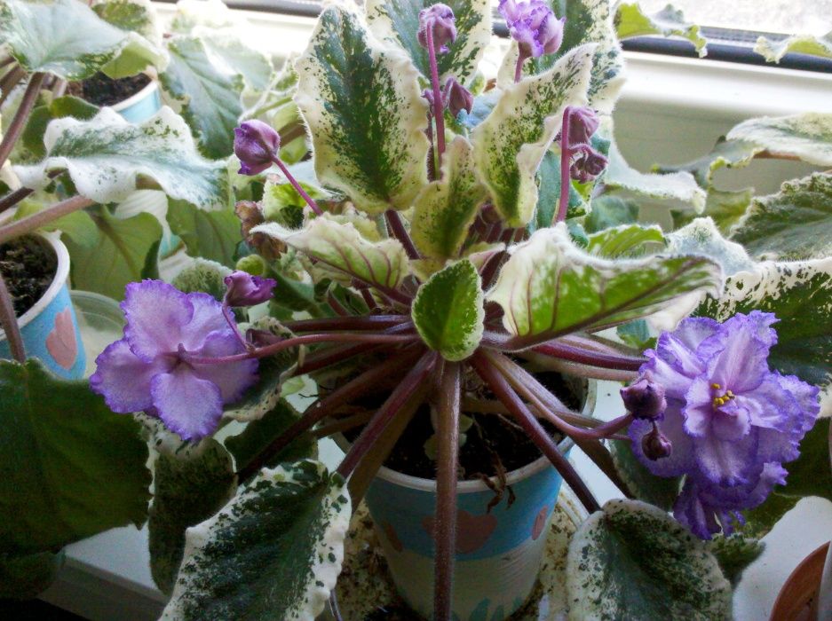 Фиалки цветущие (сенполии)