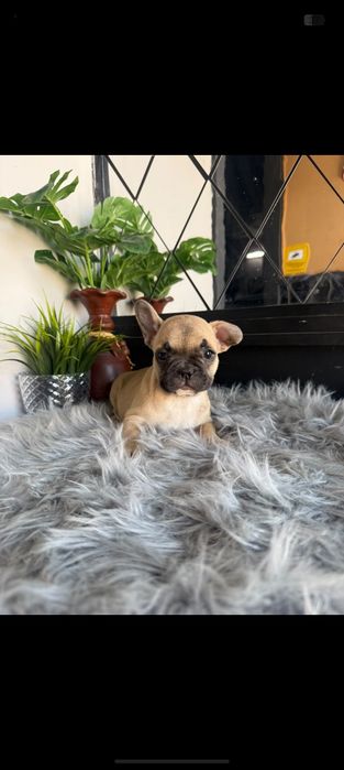 Buldogue francês  LINDO FAWN