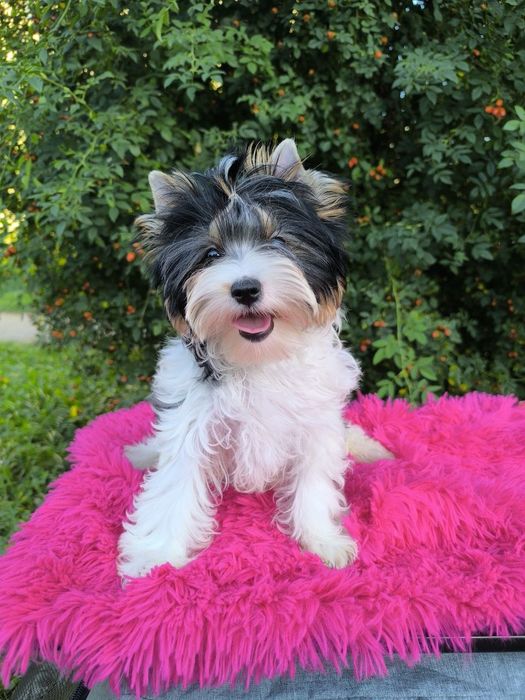 Щенки Бивер девочки и мальчики