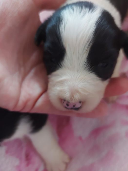 Border Collie suczka z badaniami I wyprawką.