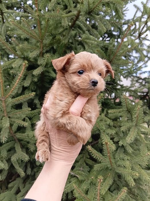 Мальтіпу 3 мальчіка і 1 девочкі