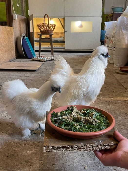 Китайська Шовкова-курчата