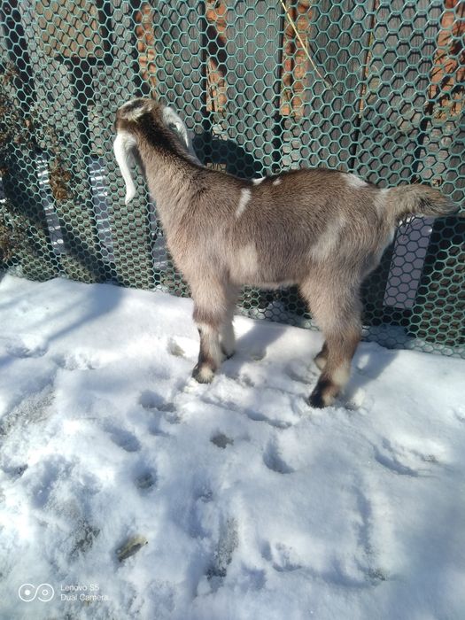 Продам нубийских козлят.