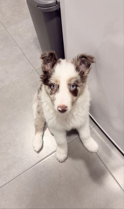 Excelente menio border collie olho azul red merle