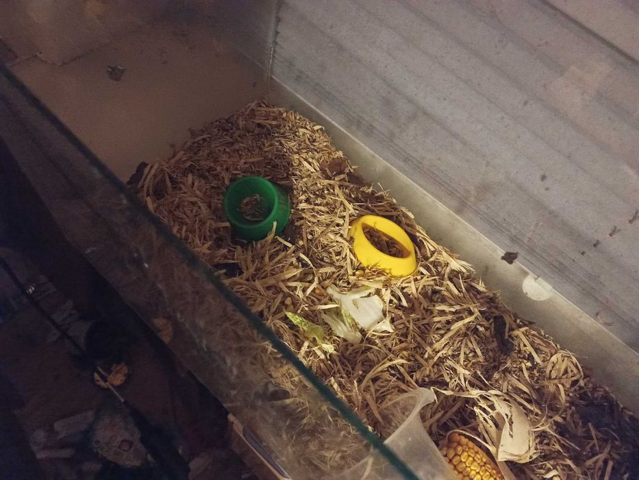 chomiki z  akwarium duzym ,