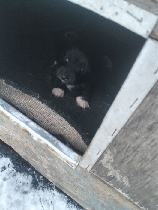 Віддам безкоштовно в добрі руки