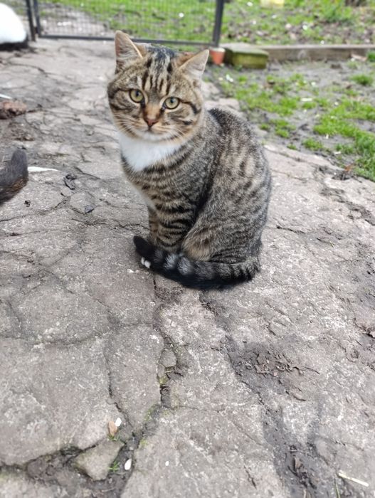 Кошенята в добрі руки