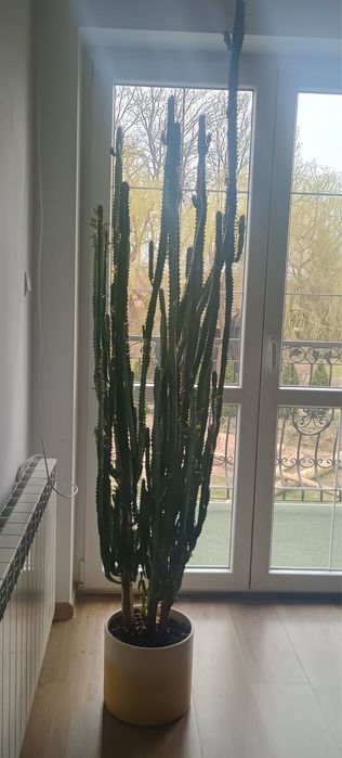 Wilczomlecz Trójżebrowy (Euphorbia trigona) – 190 cm!