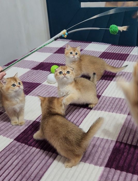 Шотландські кошенята золота шиншила