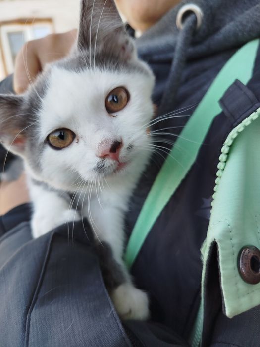 Віддам кошенят 3х місячних