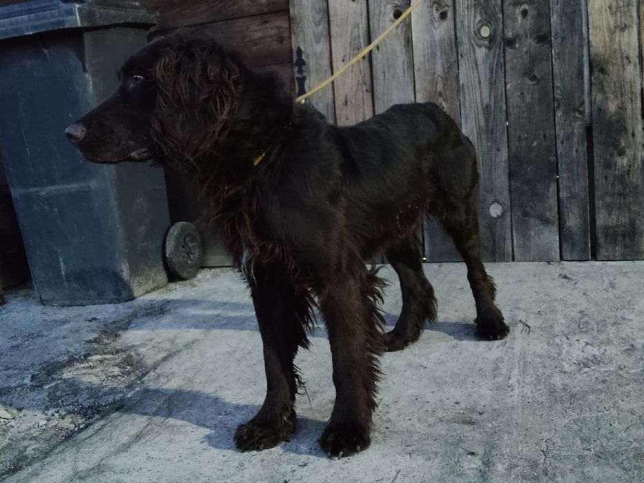 Wachtelchund plochacz