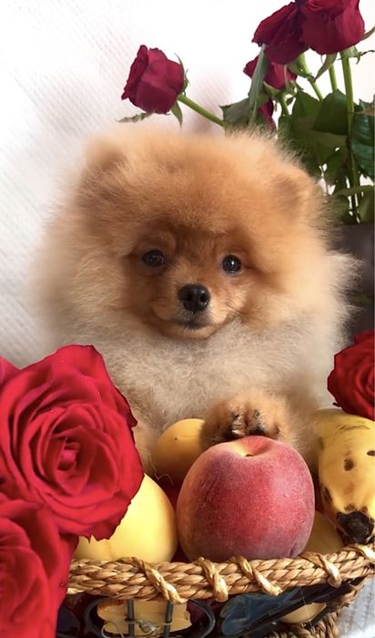 Померанський шпіц хлопчик