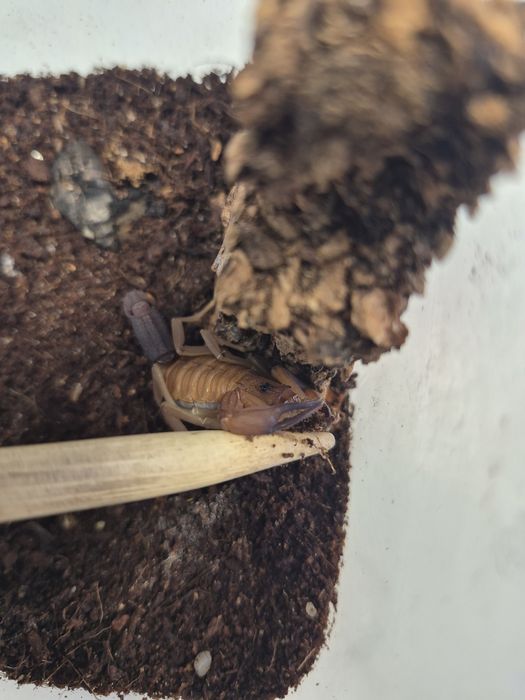 Skorpion Heteroctenus Junceus samiczki i samce