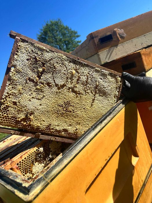 Miod miód w słoikach hurt pasieka pszczoły ule