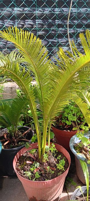 Sicas tamanho grande e médio