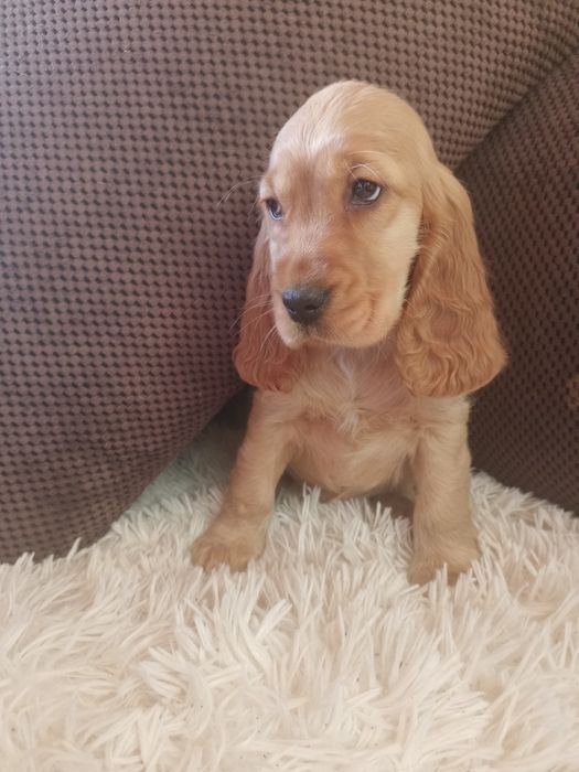 Piękna suczka Cocer spaniel angielski