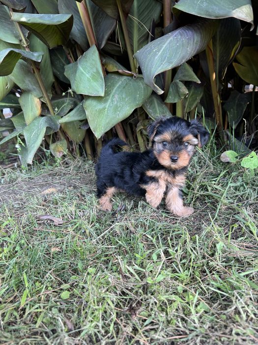 Yorkshirer  linha Russa