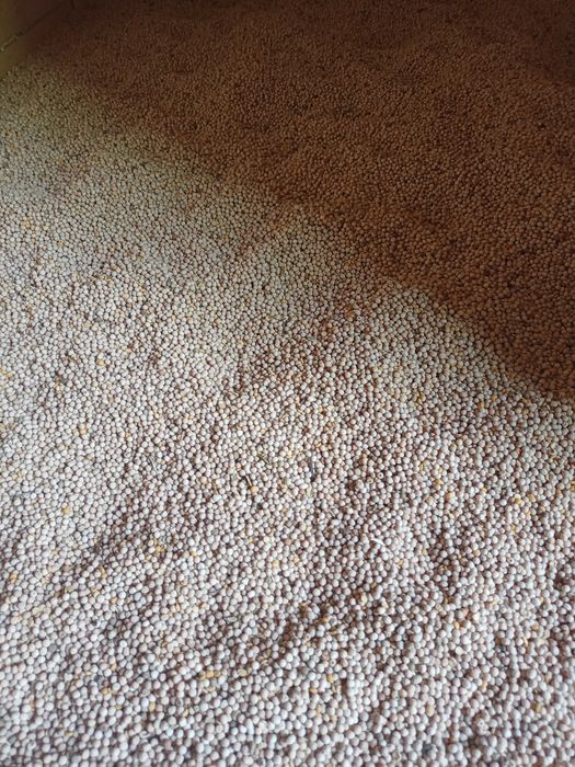 Pszenżyto jeczmień owies