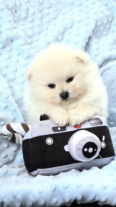 Pomeranian szpic miniaturowy zkwp FCI