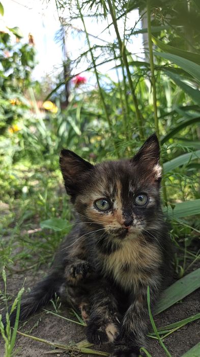 Віддам кошенят( 1 місяць )