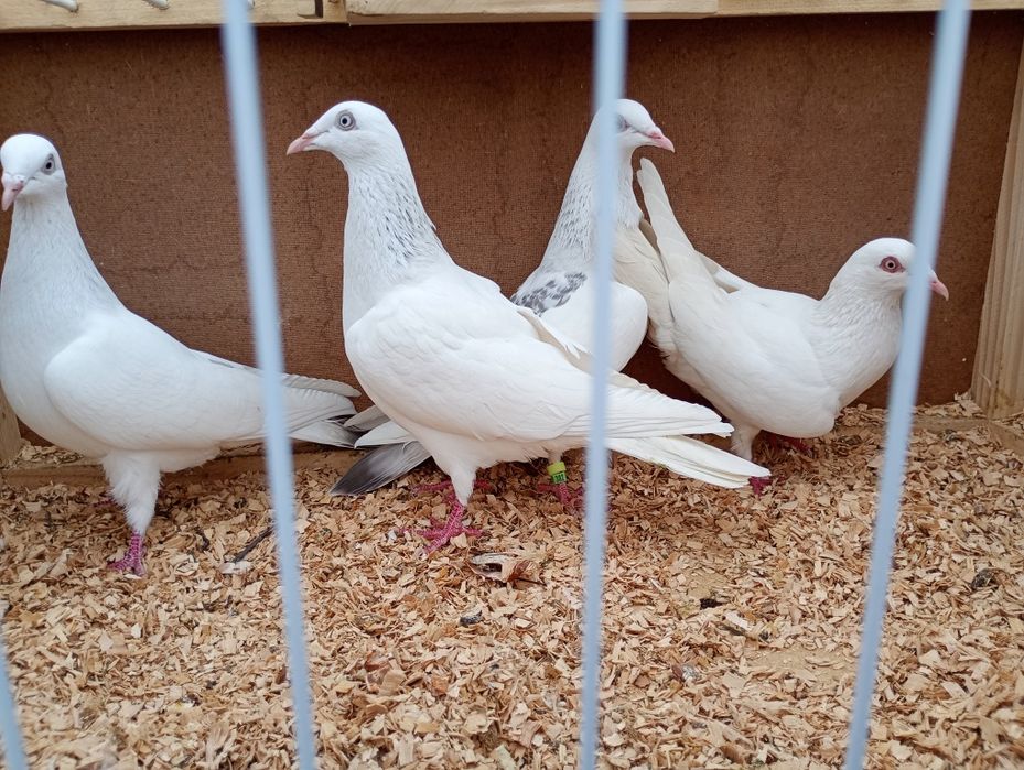 Sprzedam 2pary perłowym