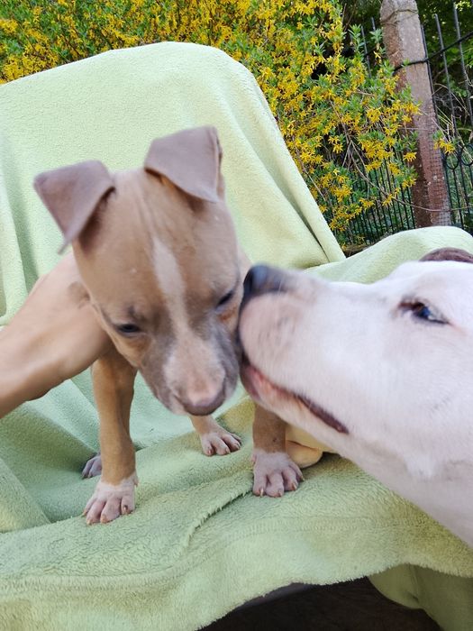 Amstaff suczka skończone 8 tyg gotowa do odbioru