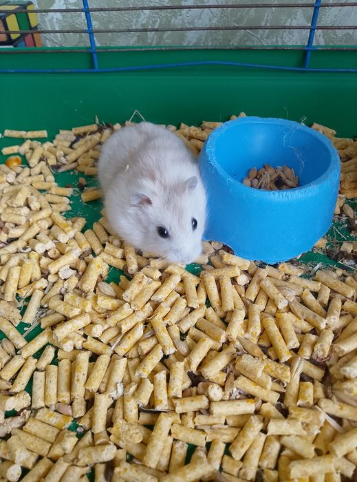 Джунгарский хомяк