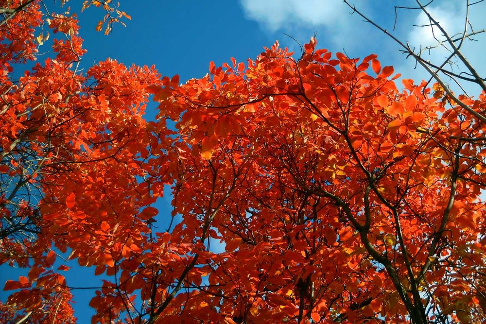 Фотоаппарат Nikon CoolPix L19