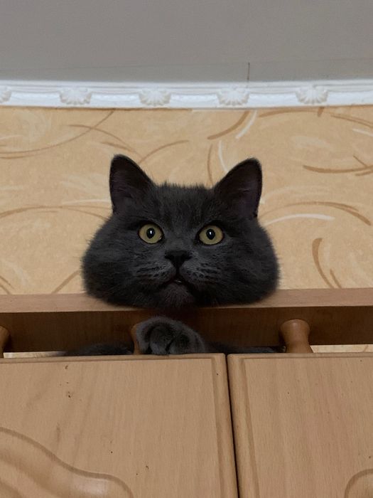 В’язка кота чистокровний шотландський прямовухий