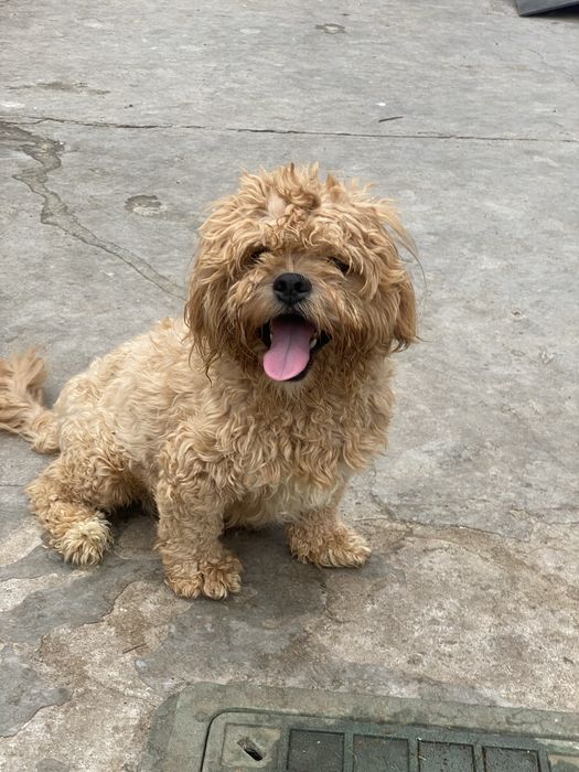 Молодий хлопчик Тьома