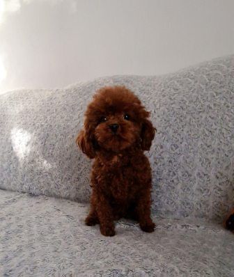 Piesek cavapoo f1b