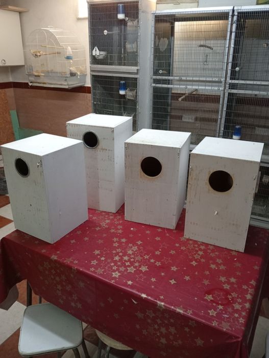 Ninhos de aves caturras e rick necks