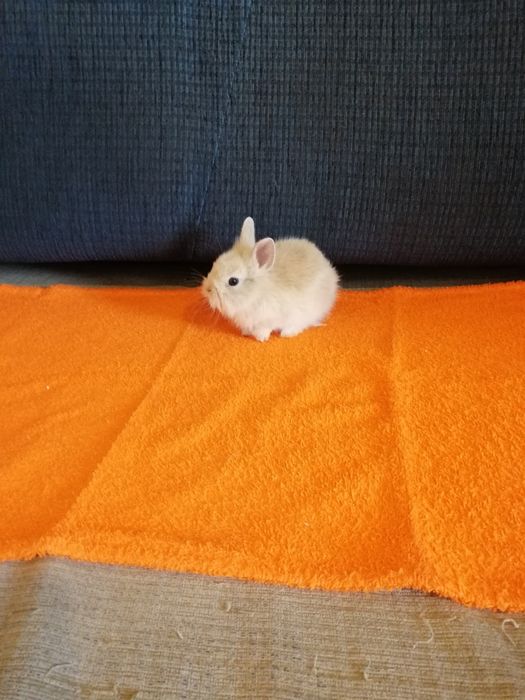 Króliczek karzełek Teddy