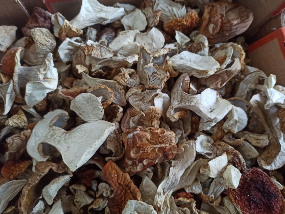 Grzyby borowiki suszone