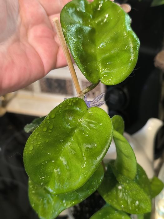 Hoya AH 031 cięta