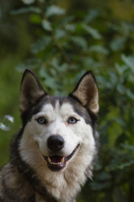 Nessi haszczy wulkan energii szuka aktywnego opiekuna - suczka husky adopcja