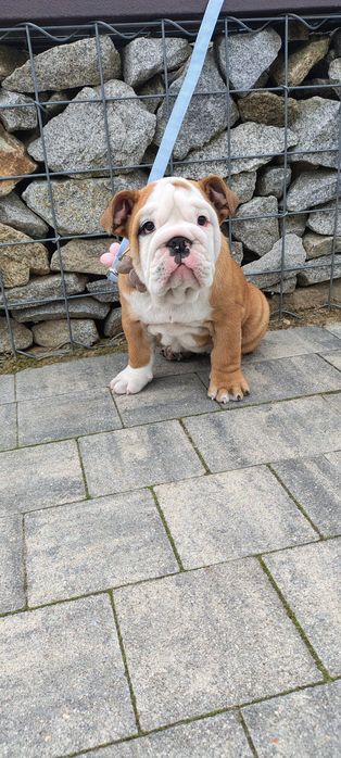 Buldog angielski