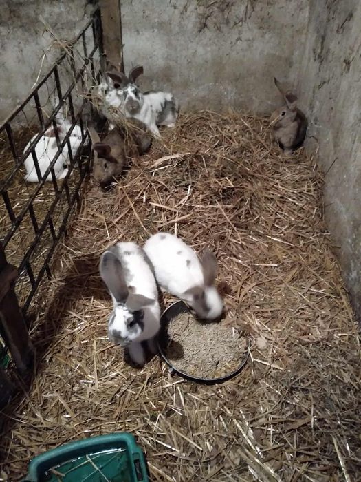 Sprzedaż Królików (samce i samice)