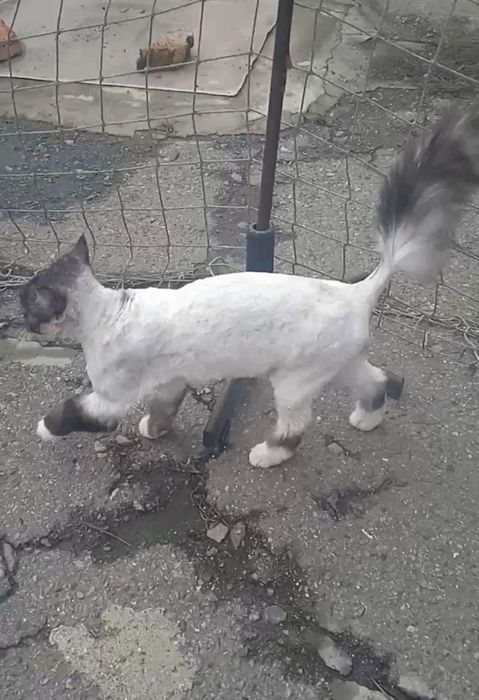 Пропал стриженый бело-серый кот