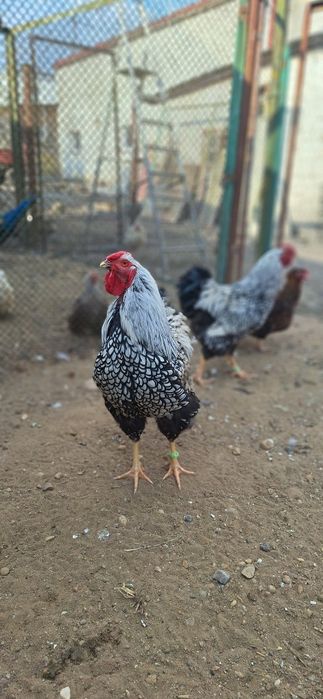 Koguty, wyandotte, kochin, lokowany